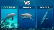 10 Major Differences Between Dolphins, Sharks, and Whales