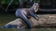 10 Rare Amazon River Basin Animals You Need to Know About