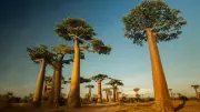 10 Strangest Trees in the World and Where to Find Them