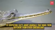 10 Surprising Facts About Gharials That Set Them Apart from Other Crocodilians