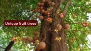 10 Unique Fruit Trees Around the World and Where to Find Them