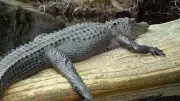 10 Unique US Animals Found Nowhere Else on Earth