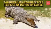 10 Unsettling Facts About Crocodiles That Will Change How You See Them