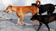 11-Year-Old Girl Dies After Stray Dog Attack in UP's Shahjahanpur