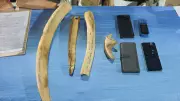 117 Elephant Tusks Seized in Odisha Since 2020 Expose Rampant Poaching