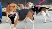 1,500 Beagles Rescued from Wisconsin Lab, Find Homes Across US