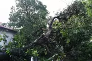24 Trees Axed in Navi Mumbai for Playground Development