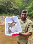 26 Spectacled Cobra Hatchlings Rescued in Mangaluru After Mother Found Dead