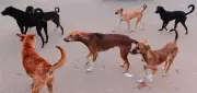 28 Dog Bite Cases Reported Daily in Kangra; Indora Worst Affected