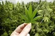 28kg Ganja Seized in Two Districts, Four Detained by PEW Police