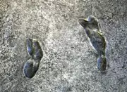 3.6-Million-Year-Old Footprints Rewrite Human Evolution Timeline