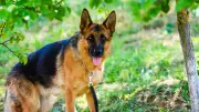 4 Dog Breeds That Might Confront or Fight Snakes: What You Need to Know