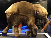 42,000-Year-Old Baby Woolly Mammoth Lyuba: A Frozen Time Capsule