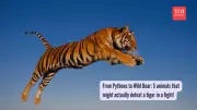 5 Animals That Can Defeat a Tiger in a Battle