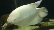 5 Beautiful and Popular Aquarium Fish for Beginners to Start