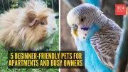 5 Beginner-Friendly Pets for Apartments and Busy Owners