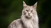 5 Cat Breeds That Look Majestic and Regal: Elegance Personified