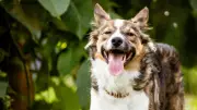 5 Common Signs Your Dog Is in Pain and What to Do About It