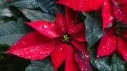 5 Deadly Plants for Dogs: From Daffodils to Castor Beans Revealed