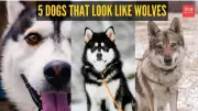 5 Dog Breeds That Are Often Mistaken for Wolves