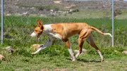 5 Dog Breeds That Excel as Hunters and Make Loyal Family Pets