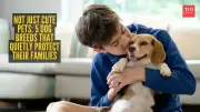 5 Dog Breeds That Quietly Protect Their Families at Home