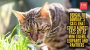 5 Domestic Cats That Resemble Mini Tigers, Leopards, and Panthers