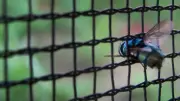 5 Easy Hacks to Keep Houseflies Away from Your Kitchen Permanently
