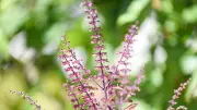 5 Easy Steps to Make Your Tulsi Plant Fuller and Greener