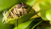 5 Effective Ways to Keep House Flies Away and Prevent Illness