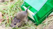5 Effective Ways to Mole- and Rat-Proof Your Home and Garden
