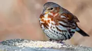 5 Eye-Catching Sparrow Birds Every Nature Lover Should Know