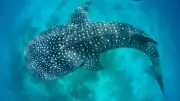 5 Giant Fish That Rule the Ocean: Whale Shark, Basking Shark, and More