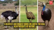 5 Heaviest and Biggest Birds on Earth: Nature's Real Heavyweights