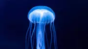 5 Incredible Animals with No Vocal Cords: Rabbits, Giraffes, Snails, Sharks, Jellyfish