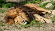 5 Lions Dead in Gir; 2 Cubs Succumb to Suspected Viral Infection: Gujarat Govt