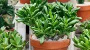 5 Mindful Steps for Office Workers to Grow Jade Plants for Prosperity