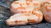 5 Most Amazing Pink Snakes Found Across the World