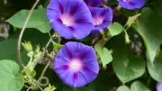 5 Most Attractive and Colourful Flowering Vines to Beautify Your Home