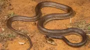 5 Most Venomous Australian Snakes Found Near Homes and Gardens