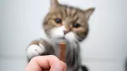 5 Must-Do Cat Grooming Tips Every Feline Parent Should Know