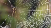 5 Natural Ways to Protect Your Home from Spiders Effectively