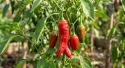 5 Plants That Secretly Destroy Your Pepper Garden