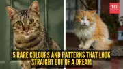 5 Rare Cat Colors and Patterns That Look Unreal but Are Natural