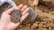5 Smart Tips to Start a Kitchen Garden for Under ₹1,000