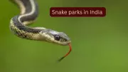 5 Snake Parks in India to Spot Rare and Venomous Species and How to Reach Them