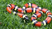 5 Snakes That Thrive in British Gardens: A Complete Guide