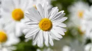5 Stunning Flowering Plants That Can Trigger Hay Fever Symptoms