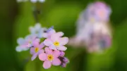 5 Stunning Forget-Me-Not Varieties to Brighten Your Garden Space