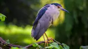 5 Stunning Summer Birds That Visit India Every Year